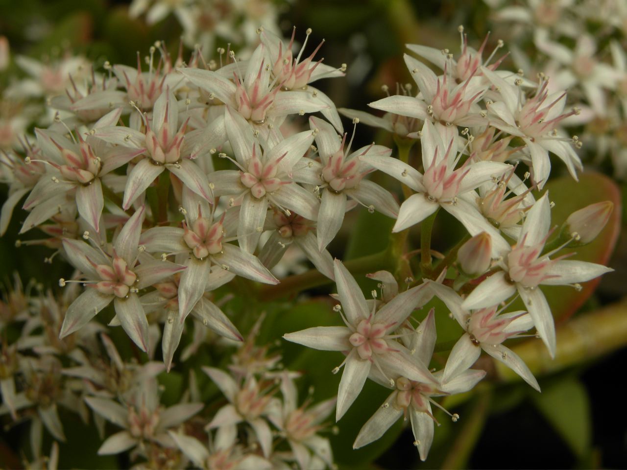 Crassula