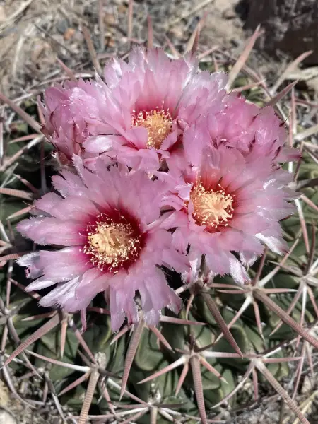 Scaled image echinocactus_texensis.webp 