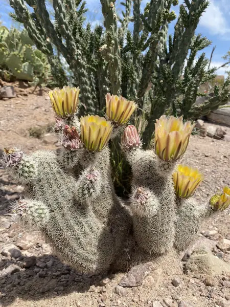 Scaled image echinocereus_dasyacanthus.webp 