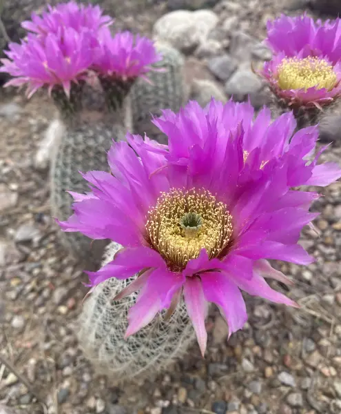 Scaled image echinocereus_reichenbachii.webp 