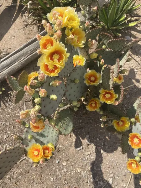 Scaled image opuntia_macrocentra.webp 