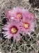 Thumbnail echinocactus_texensis.webp 