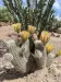 Thumbnail echinocereus_dasyacanthus.webp 