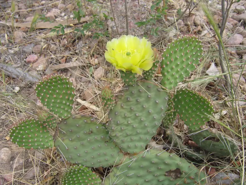 Scaled image O._polyacantha_juniperina-Sandias.webp 