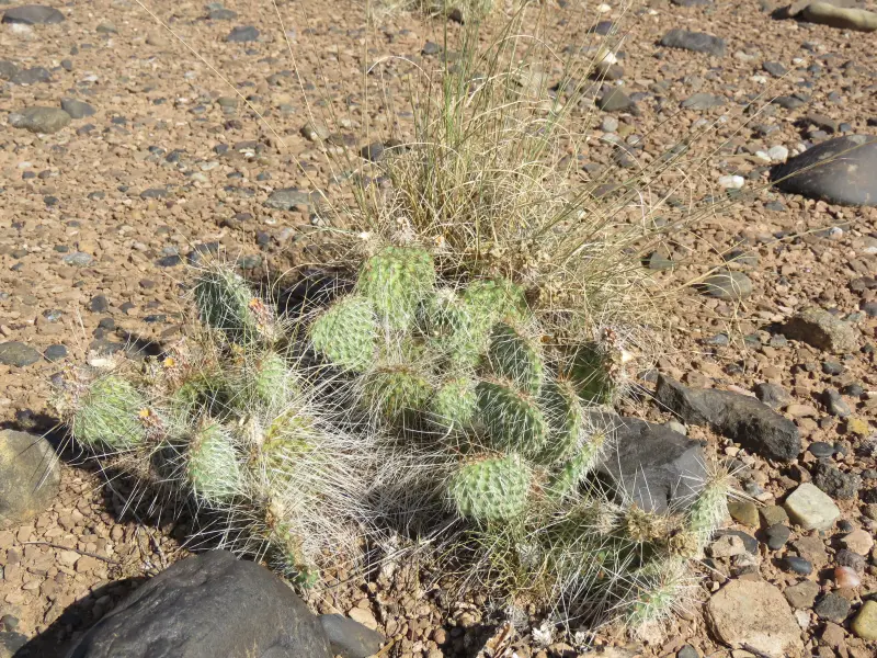 Scaled image Opuntia_polyacantha.webp 