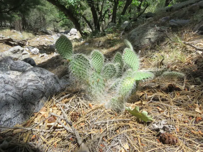 Scaled image Opuntia_trichophora.webp 