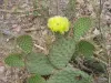 Thumbnail O._polyacantha_juniperina-Sandias.webp 