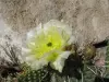 Thumbnail O._polyacantha_rhodantha_Snowball-RGBG_4-22-146.webp 