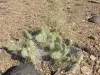 Thumbnail Opuntia_polyacantha.webp 