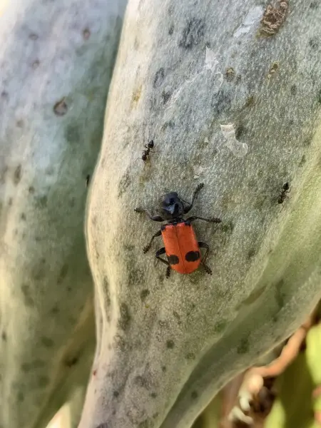 Scaled image handsome-yucca-beetle.webp 