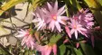 Thumbnail PinkEasterCactus.webp 