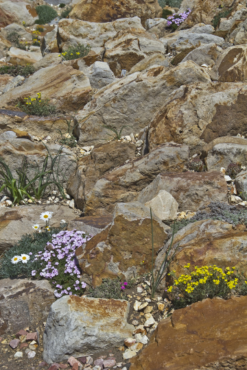 Scaled image Dianthus APEX.jpg 