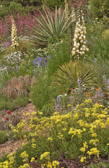 Scaled image eriogonum, yuccas in bloom.jpg 