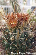 Glandulicactus mathsonii