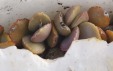 Thumbnail AdromischusSchuldtianus.jpg 