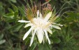 Thumbnail Protea.jpg 