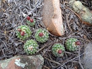 P. knowltonii in habitat