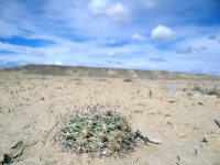 Coloradoa mesae-verde in NM