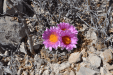 Thumbnail ArioFlower.png 