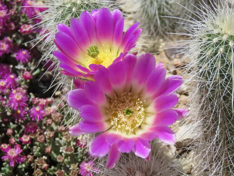 Scaled image EchinocereusLongisetusSB1707.webp 