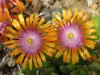 Thumbnail DelosperDyeriFireSpinFlower.webp 