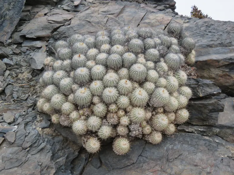 Scaled image IMG_3949_Copiapoa_cinerascens.webp 