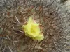 Thumbnail IMG_3951_Copiapoa_serpentisulcata.webp 