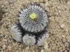 Thumbnail IMG_3985_Copiapoa_columna-alba.webp 