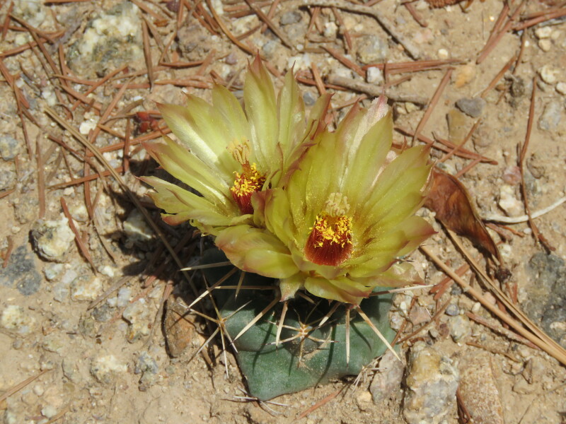 Scaled image CoryphScheeriArtesia.JPG 