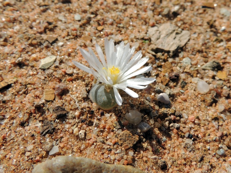 Scaled image Cono_pubescens.JPG 