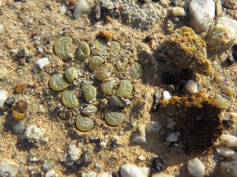 Scaled image Lithops_divergens.JPG 