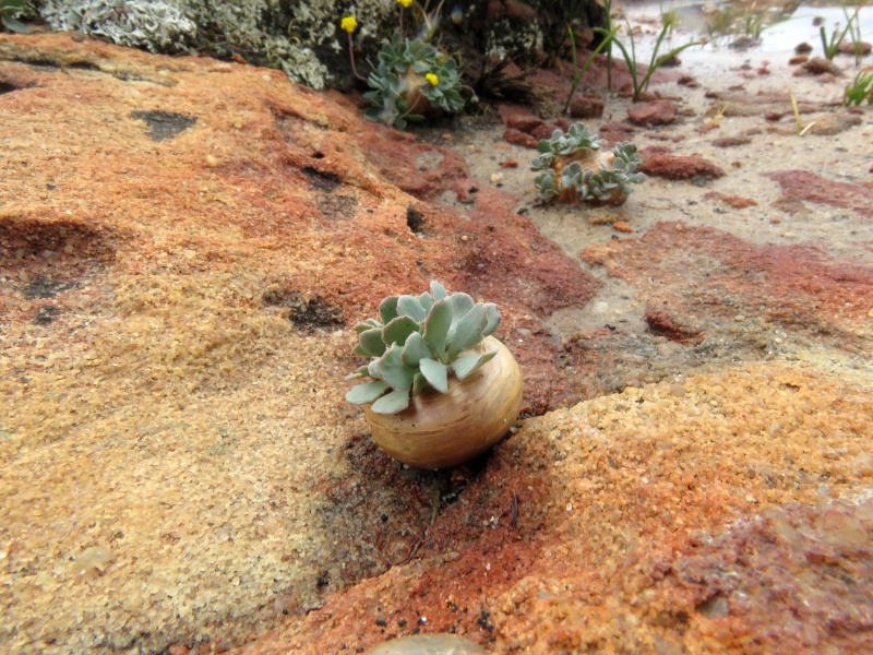 Scaled image Othonna_cacalioides.JPG 