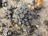 Thumbnail Conophytum_comptonii.JPG 