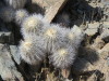 Thumbnail IMG_4233.JPG 