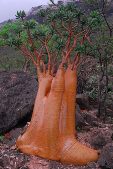 Scaled image Socotra Day 2 Dec 4 07 194.jpg 