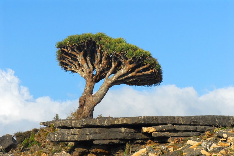 Scaled image Socotra Day 2 Dec 4 07 533.jpg 