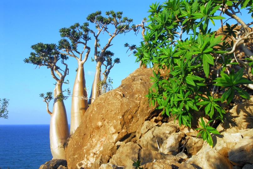 Scaled image Socotra Day 8 Dec10 07 417.jpg 