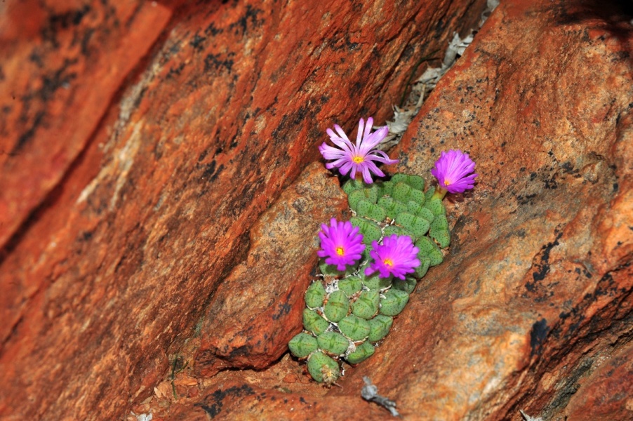 Scaled image Namibia misc, 192_new.jpg 