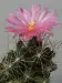 Thumbnail Coryphantha macromeris SB841 MG112.webp 