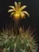 Thumbnail Matucana aurantiaca MG968.12.webp 