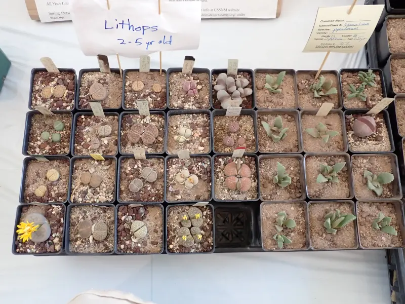 Scaled image Lithops.webp 