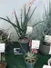 Thumbnail Aloes.webp 