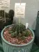 Thumbnail Echinopsis2.webp 